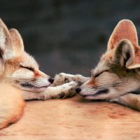 Foxy Dreams