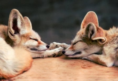 Foxy Dreams - pretty, fantastic, fox, amazing, great, stunning, animal, dreaming, nice, outstanding, super, sleeping, beautiful, sweet, wonderful, marvellous, picture, awesome, skyphoenixx1, foxy dreams, cute, adorable, animals, wallpaper