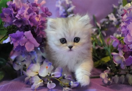 Kitty in paradise - fluffy, cat, adorable, paradise, kitty, kitten, nature, white, purple, floral, sweet, flowers, cute