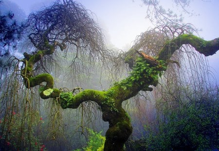 Heaven's Garden - garden, heaven, tree, nature