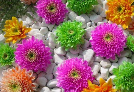 Flowers and stones - beauty, nice, carpet, volorful, lovely, nature, pretty, beautiful, stones, flowers