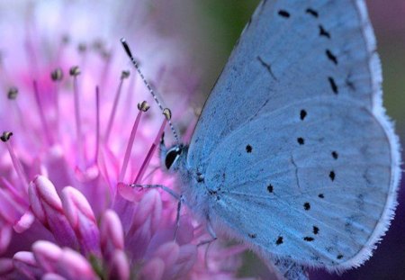 Butterfly the Color of the Sky - butterfly, blue, pink, wings, flower