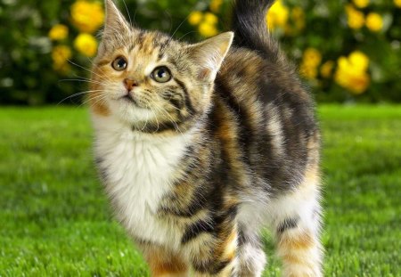 Look Up - yellow, ears, eyes, grass, paws, leaves, flowers, kitten, stem, daylight, cat, fur, white, nature, day, animals, stripes