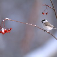 Small Winter Bird