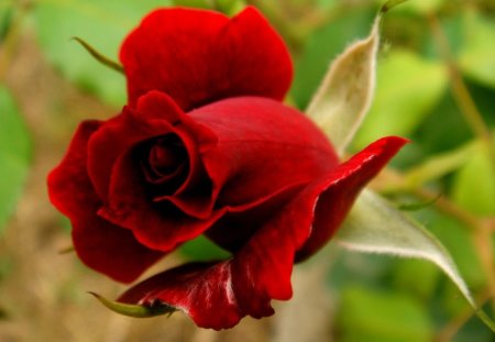 Pretty red rose - nature, petal, rose, red