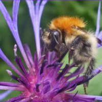 Bumblebee on Blueberry Flower