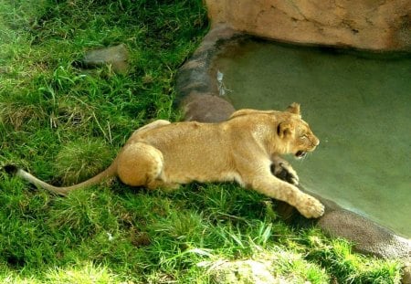 Lioness - animal, lioness