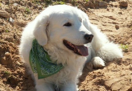 white labrador - wearing green handerchief, basking in the sun