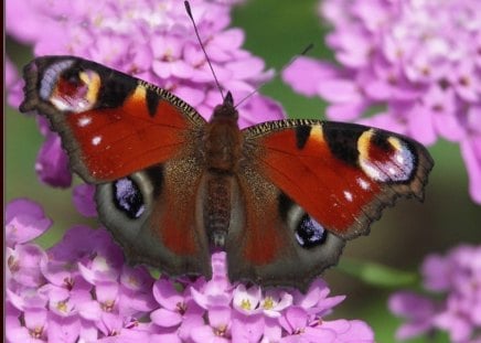 Butterfly - nature, butterfly, photography, colorful, flowers