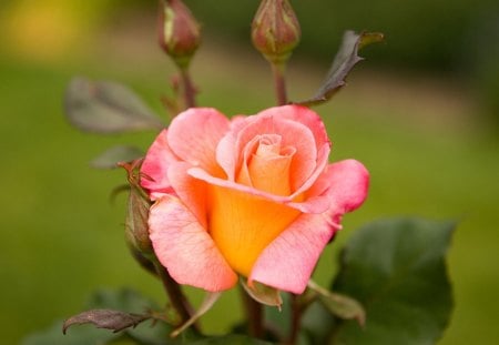 Rose - buds, stem, rose, flower, thorns