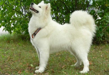 samoyed - snow white, bushy tail