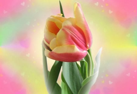 Tulip - tulip, flowers