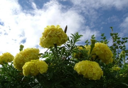 Flower - green, blue sky, yellow, flower