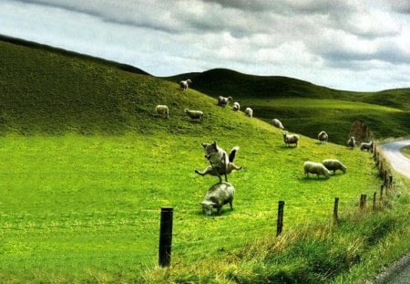 Play Time! - grazing, play, hills, humor, wolf, road, landscape, grass, fence, jumping, sheep, funny, sheeps, leapfrog