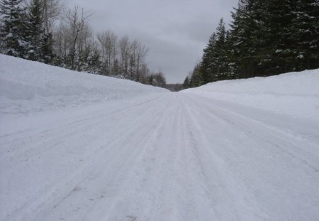 winter season - white, trees, snow, cold