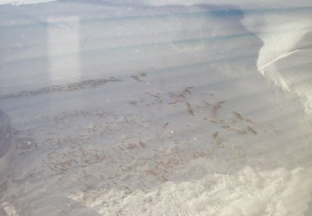 winter bird - snow, bird, white, winter