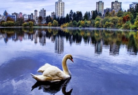 City lake swan - city, swan