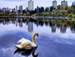 City lake swan