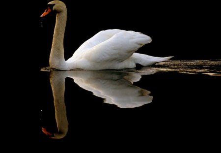 Reflections of a Swan