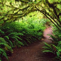 Rain Forest Olympic National Park Washington