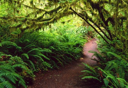 Rain Forest Olympic National Park Washington - rain, park, path, washington, national, nature, forest, green, olympic