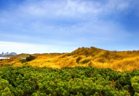 green and gold field - field, gold, green, vista