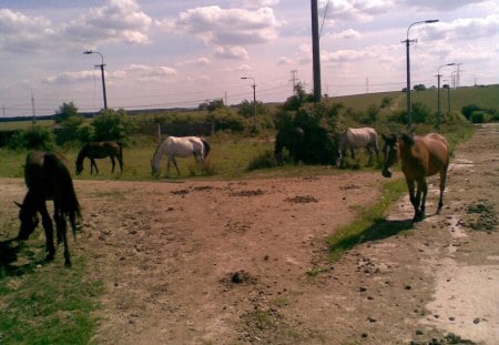 Arabian horses