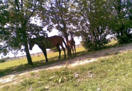 mare and foal - horse, rohoznica, foal, arabian horses, slovakia