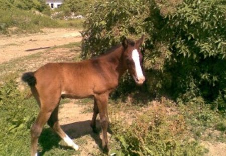 foal - horse, rohoznica, foal, arabian horses, slovakia