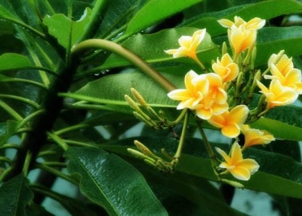 Yellow flowers - flowers, nature