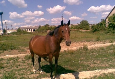 Arabian horse - rohoznica, arabian horses, slovakia, horse