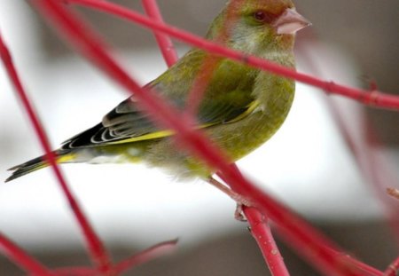 Canar birdie! - lovely, cute, bird