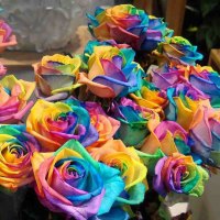 A bunch of rainbow roses for sale by Gertrud K