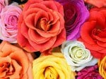 lovely blooms roses bunch of flowers