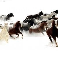 Wild Horses