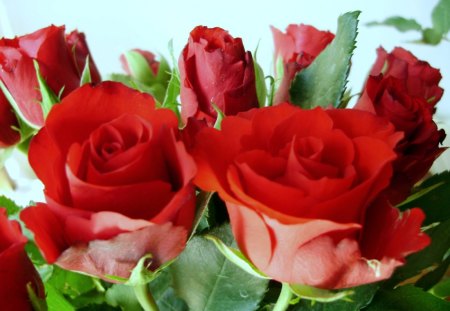 red roses - love, romantic, roses, red