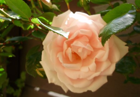 pinky rose - summer, pink flower, bloom, rose, photo