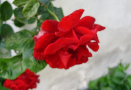 red roses - summer, red, rose, romantic