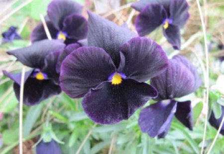 Black Pansies  walking in my garden 02