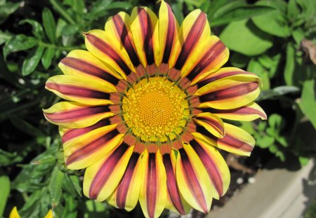 flowers painted in my garden  - flowers, yellow, green, photography, orange