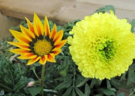 flowers walking in my garden 17 - yellow, photography, orange, green, flowers