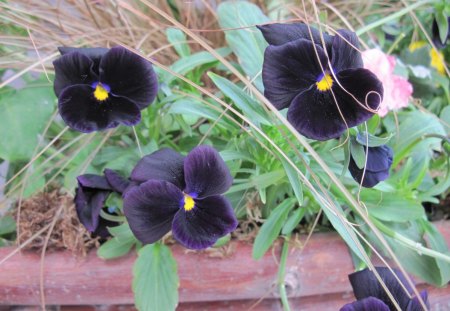 flowers walking in my garden 18 - black, flowers, dark purple, photography, yellow, pansies, green