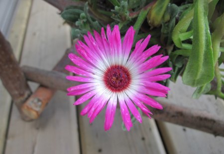 Daisy flowers walking in my garden 19 - white, pink, photography, green, flowers, daisy