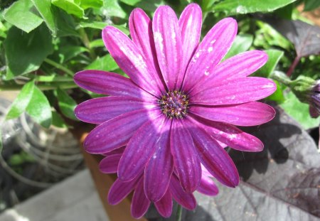 Daisy flowers walking in my garden 20 - yellow, pink, photography, green, flowers, daisy