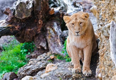 Lion - paws, lion, jungle, rocks