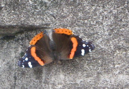 Lucky Shot - butterfly, black, colorful, bugs