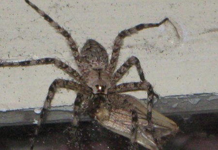 Lunch Time - spider, eating, grey, moth