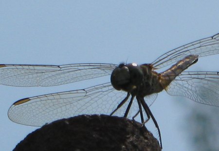 Break Time - wings, black, dragonfly, bug