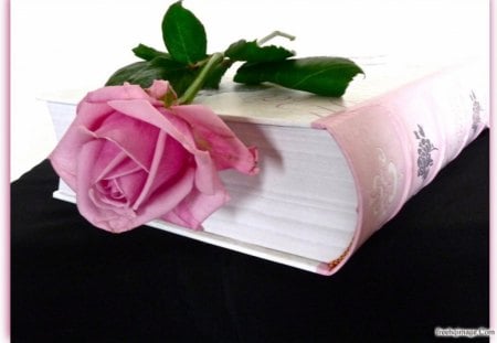 Love Book - paradise, flower, pink, book