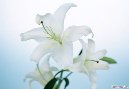 Flower - white, paradise, flower, dark